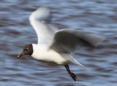 [Black-headed Gull]