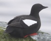 [Black Guillemot]