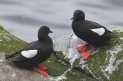 [Black Guillemot]
