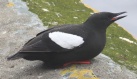 [Black Guillemot]