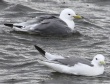 [Black-legged Kittiwake]