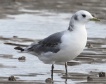 [Black-legged Kittiwake]