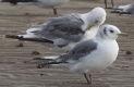 [Black-legged Kittiwake]