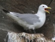 [Black-legged Kittiwake]