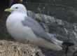 [Black-legged Kittiwake]