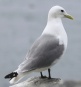 [Black-legged Kittiwake]