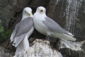 [Black-legged Kittiwake]