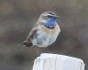 [Bluethroat]