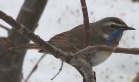 [Bluethroat]