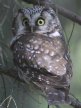 [Boreal Owl]