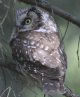 [Boreal Owl]