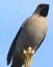 [Bohemian Waxwing]