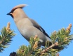 [Bohemian Waxwing]