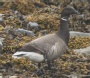 [Brent Goose]