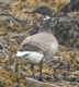 [Brent Goose]