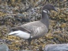 [Brent Goose]