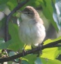 [Blythe's Reed Warbler]