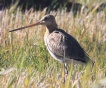 [Black-tailed Godwit]