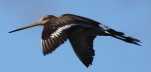 [Black-tailed Godwit]