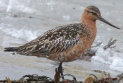 [Bar-tailed Godwit]