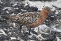 [Bar-tailed Godwit]