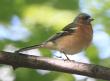 [Chaffinch]