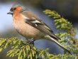 [Chaffinch]