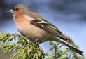 [Chaffinch]
