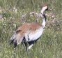 [Common Crane]