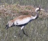[Common Crane]