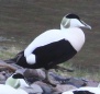 [Common Eider]