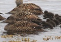 [Common Eider]