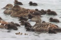 [Common Eider]