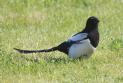 [Common Magpie]