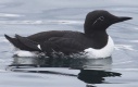 [Common Murre]