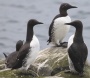 [Common Murre]