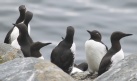 [Common Murre]