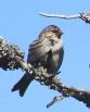 [Common Redpoll]