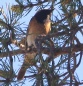 [Common Redstart]