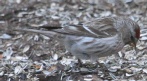 [Common Redpoll]