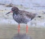 [Common Redshank]