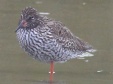 [Common Redshank]