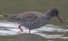 [Common Redshank]