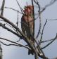 [Common Rosefinch]