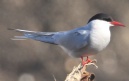 [Common Tern]