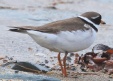 [Common Ringed Plover]