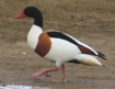 [Common Shellduck]