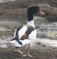[Common Shellduck]