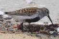 [Dunlin]
