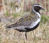 [European Golden Plover]
